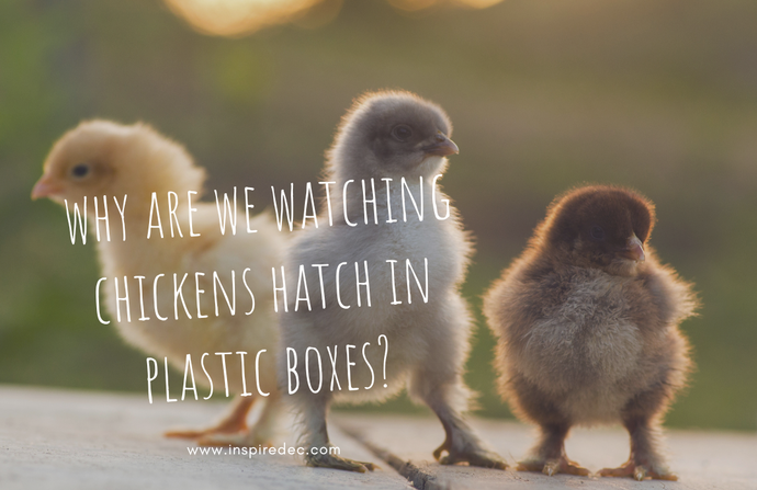 Why are we watching chickens hatch in plastic boxes?